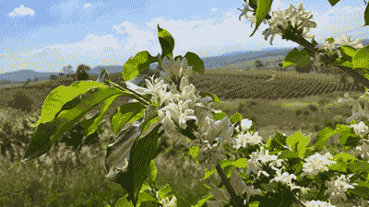 ANDREA COSTA, BRAZIL (25/26 HARVEST) - Ninth Coffee Roasters