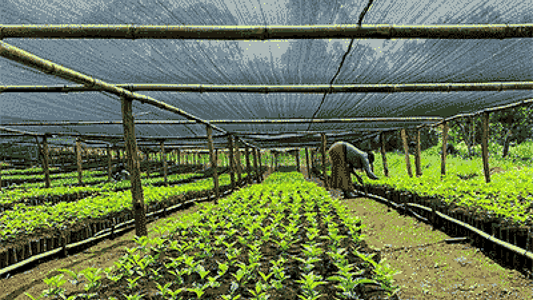 HUAKUI, ETHIOPIA - Ninth Coffee Roasters