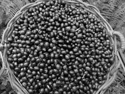 MARCUS HERRERA, PERU - Ninth Coffee Roasters