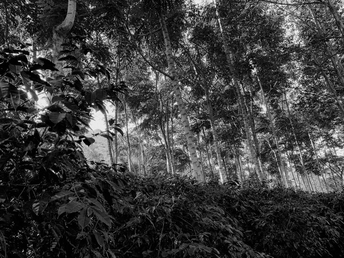 PEPE JIJON, ECUADOR (LONDON COFFEE FESTIVAL 2026) - Ninth Coffee Roasters