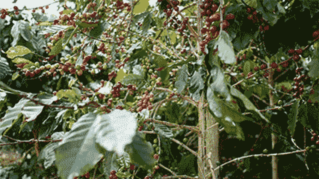 RED DRAGON ESTATE, CHINA - Ninth Coffee Roasters