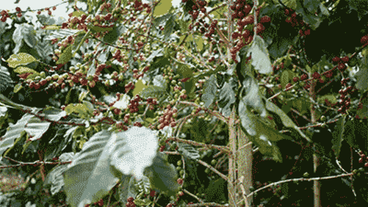 RED DRAGON ESTATE, CHINA - Ninth Coffee Roasters